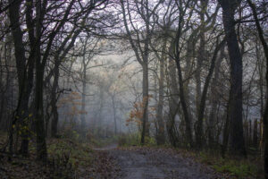 Sejtelmes hangulatot árasztott a ködös erdő
